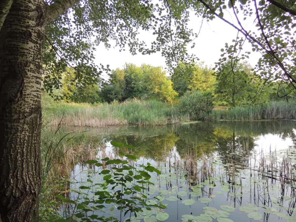 Stagno - 6 Giugno 2015